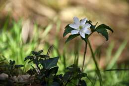 صورة Anemone trifolia subsp. albida (Mariz) Ulbr.