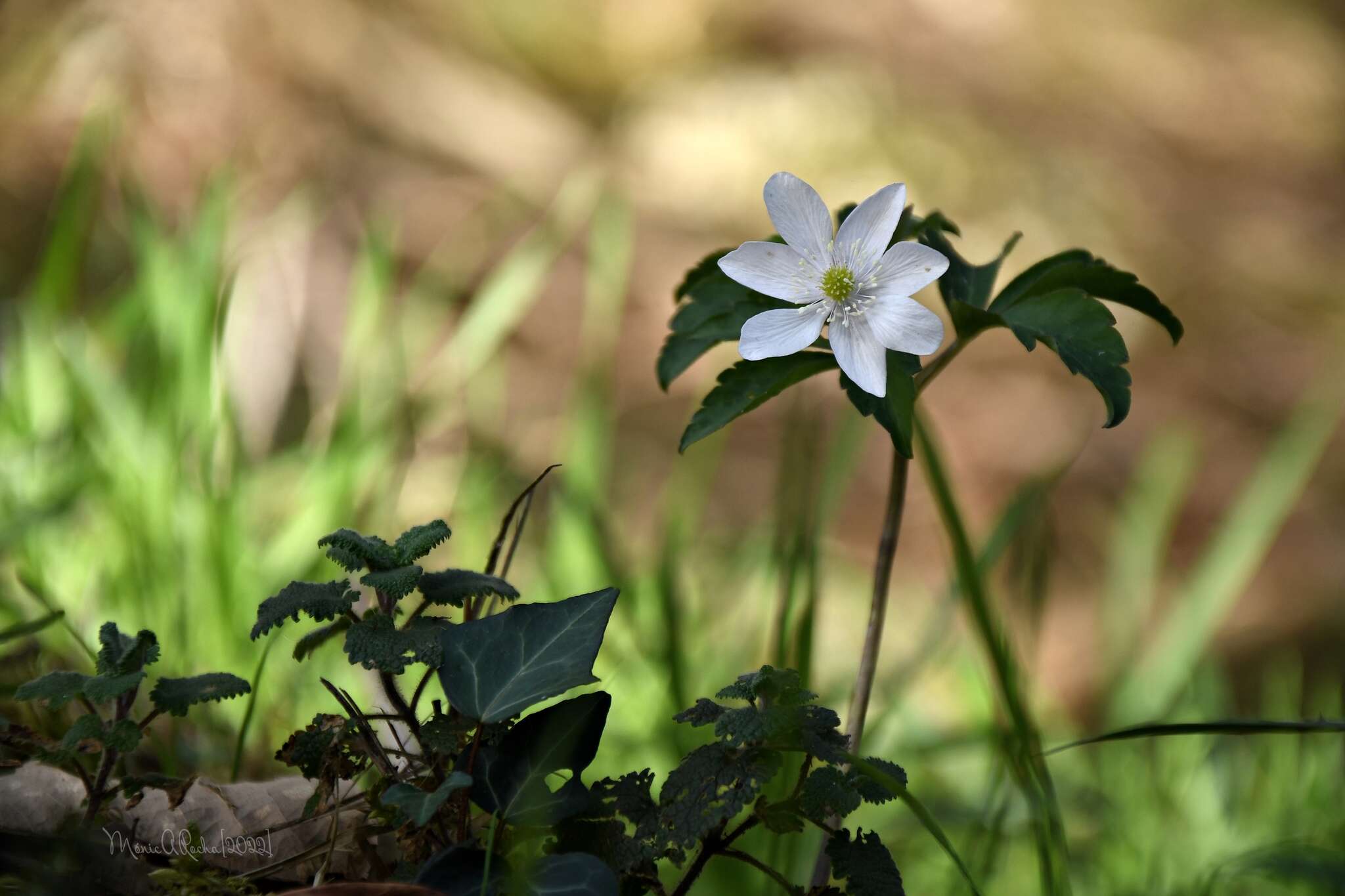 Plancia ëd Anemone trifolia subsp. albida (Mariz) Ulbr.