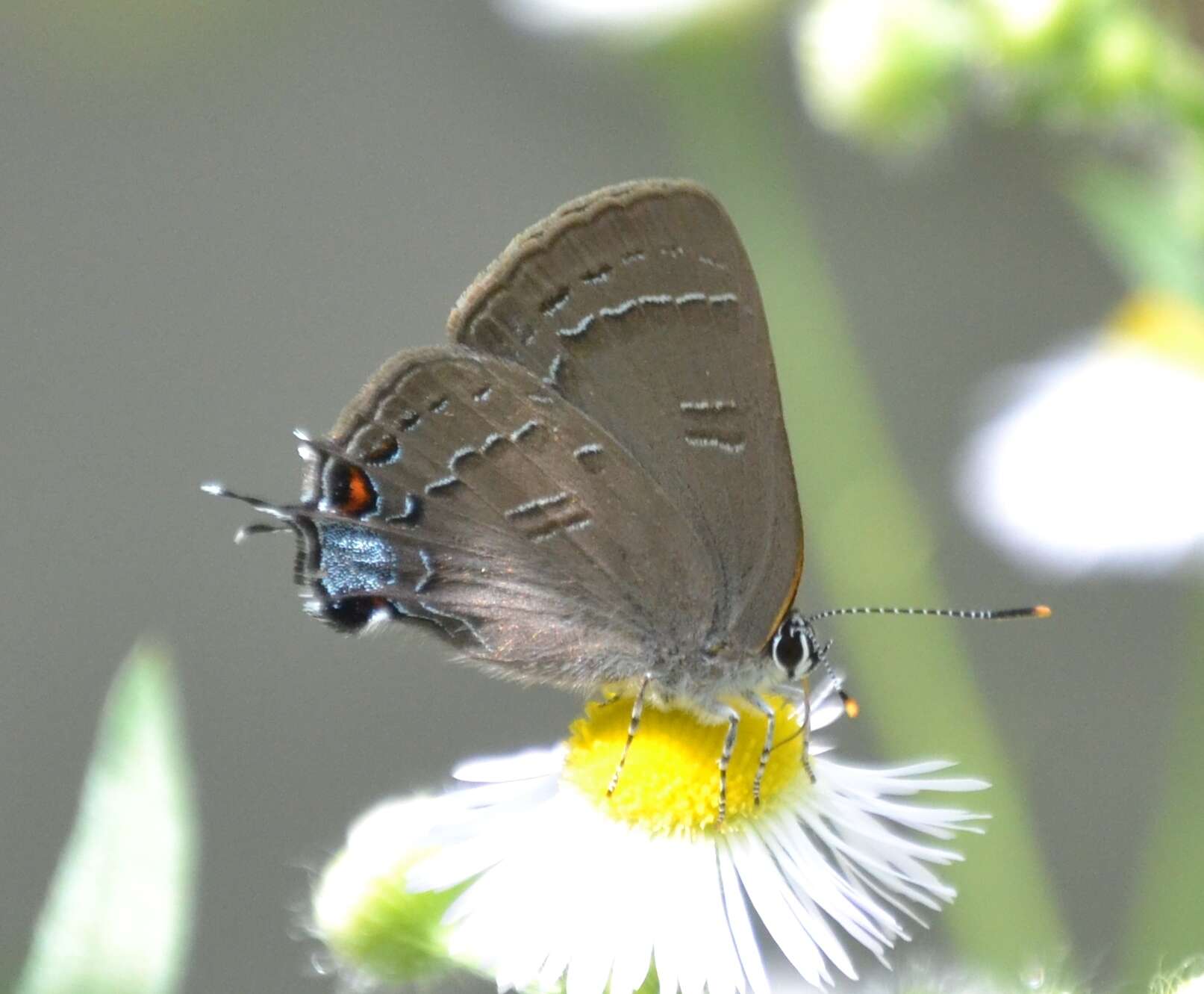 Image of Banded Hairstreak