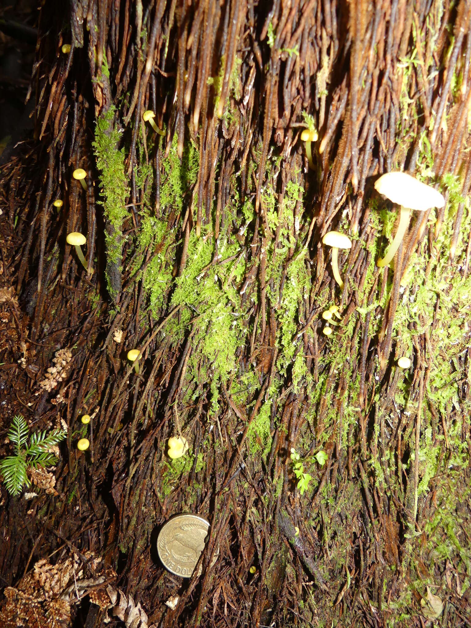 Imagem de Hygrocybe chromolimonea (G. Stev.) T. W. May & A. E. Wood 1995