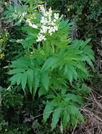 Image of White Elderberry