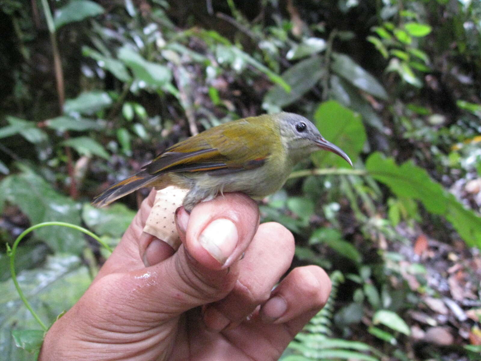 Image of Temminck's Sunbird