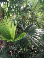 Image of Panama Hat Plant