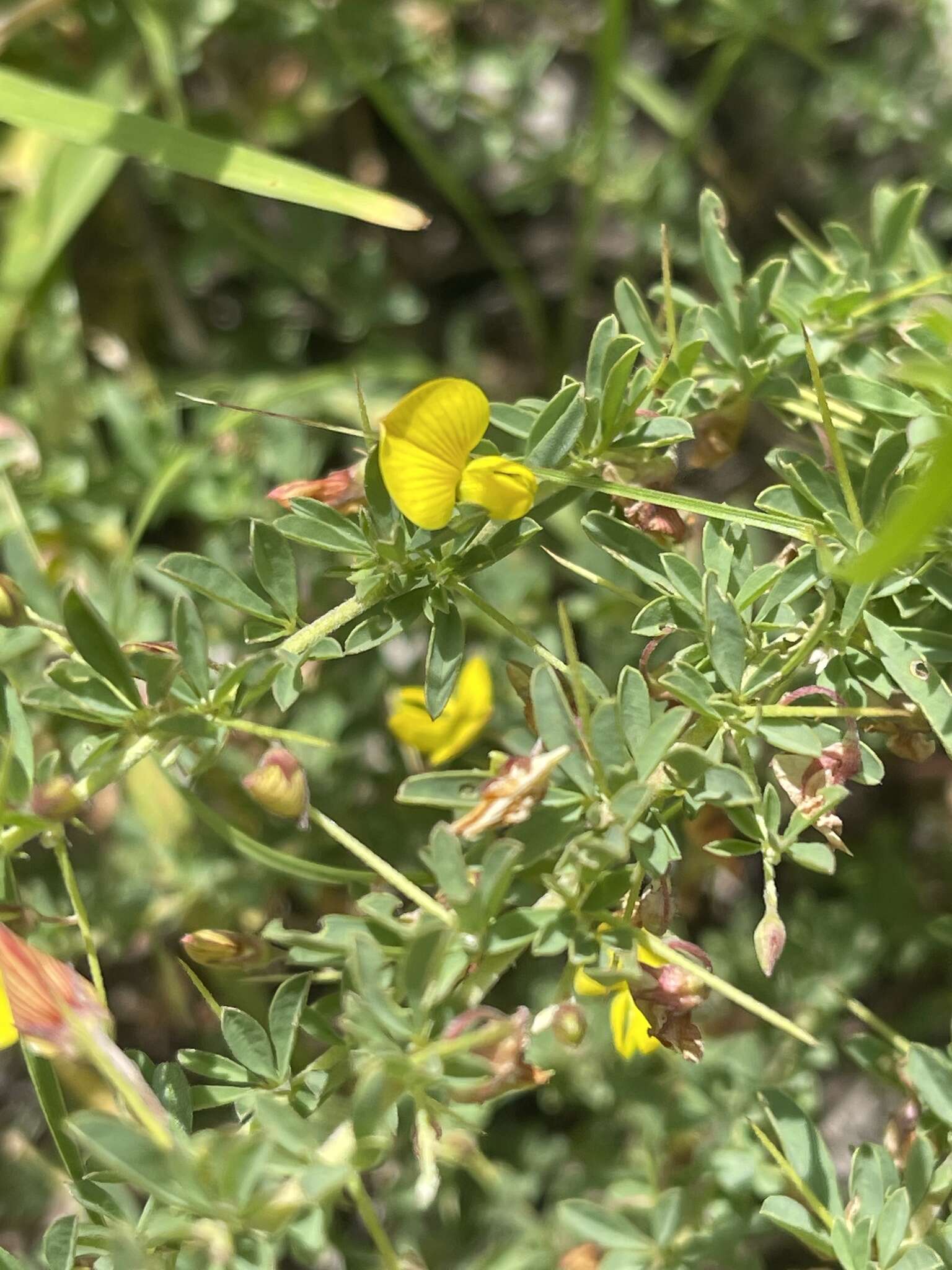 Image of Crotalaria eremicola Baker fil.