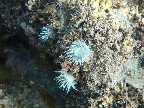 Image of thenarian burrowing anemones