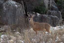 Image of Odocoileus virginianus carminis Goldman & Kellog 1940