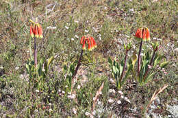 Image of Cyrtanthus obliquus (L. fil.) Aiton