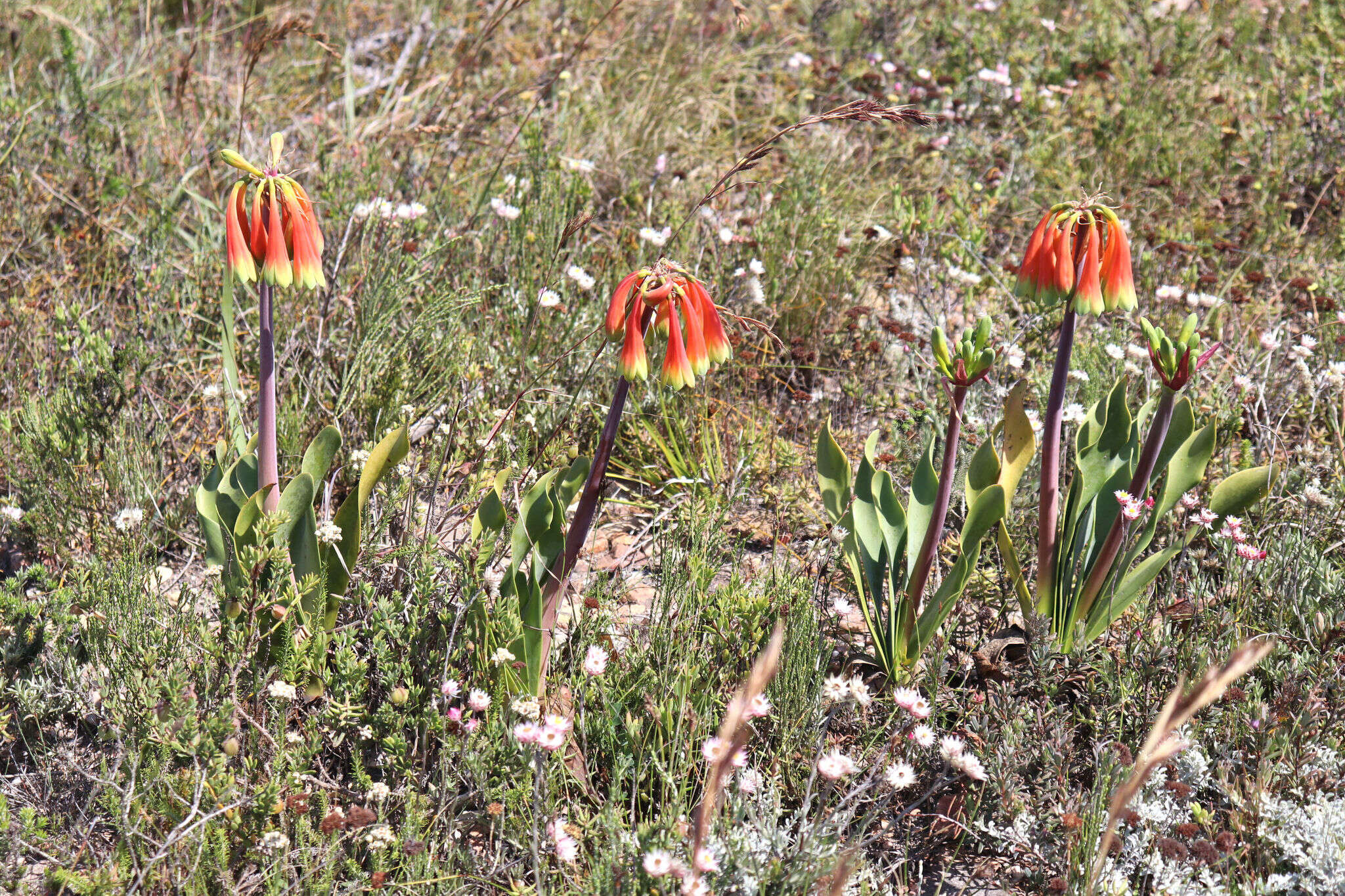 Image of Cyrtanthus obliquus (L. fil.) Aiton