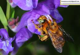 Image de Anthophora deserticola Morawitz 1873