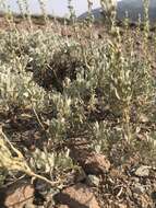 Image of low sagebrush