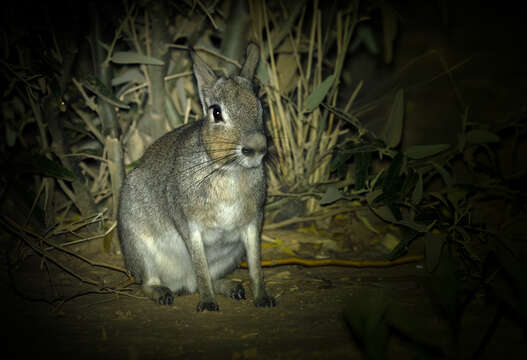 Image of Pediolagus salinicola