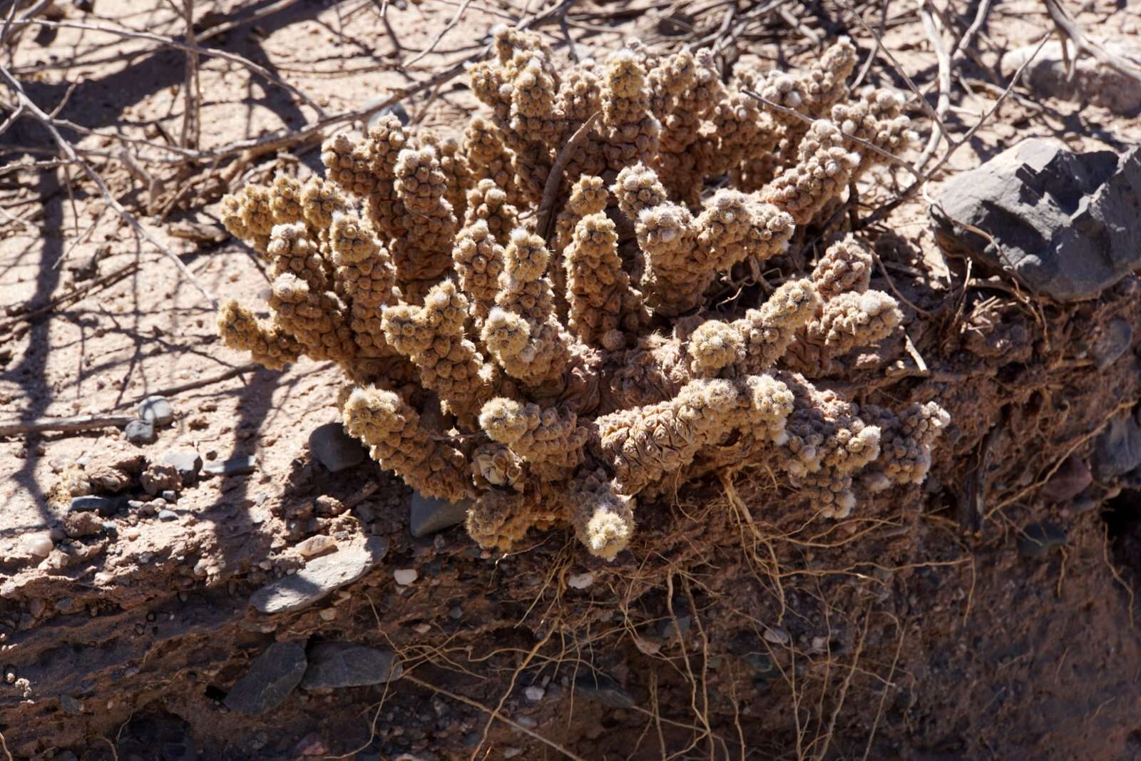 Image of Tephrocactus molinensis (Speg.) Backeb.