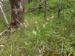 Слика од Stackhousia subterranea W. R. Barker