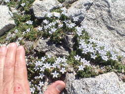 Image of Castle Crags bellflower