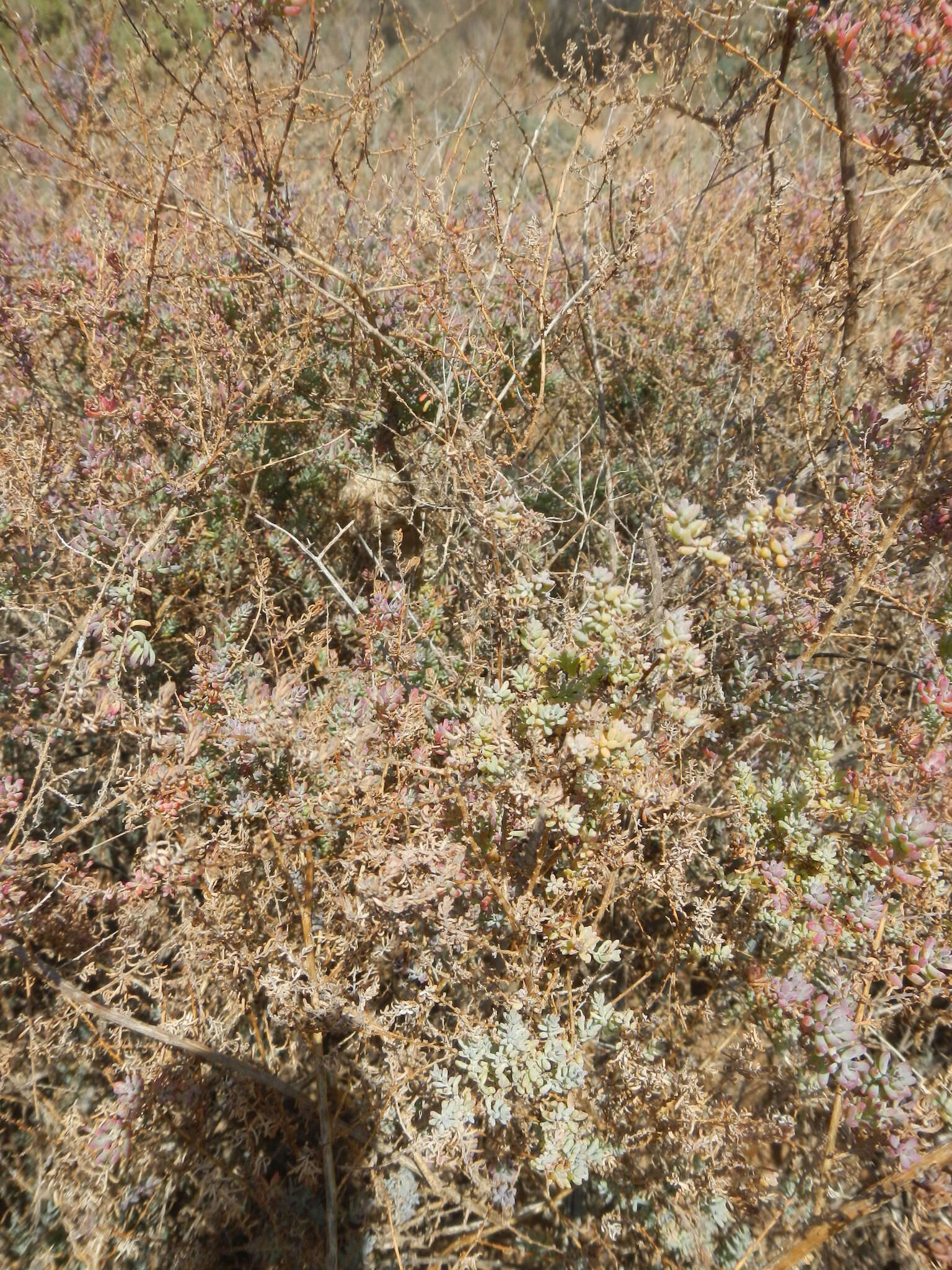 Image of Karoo Prinia