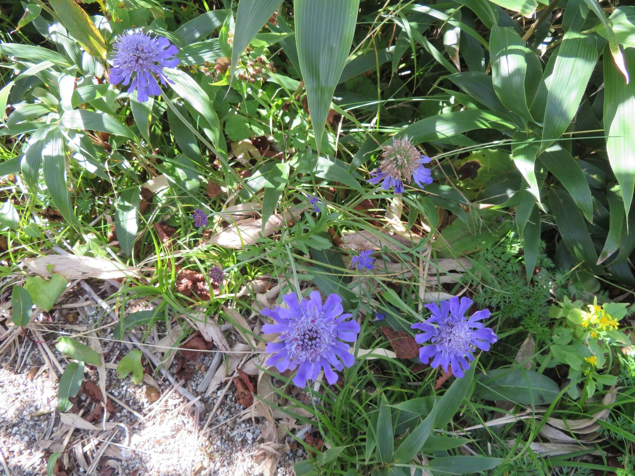 Image of Lomelosia japonica (Miq.)