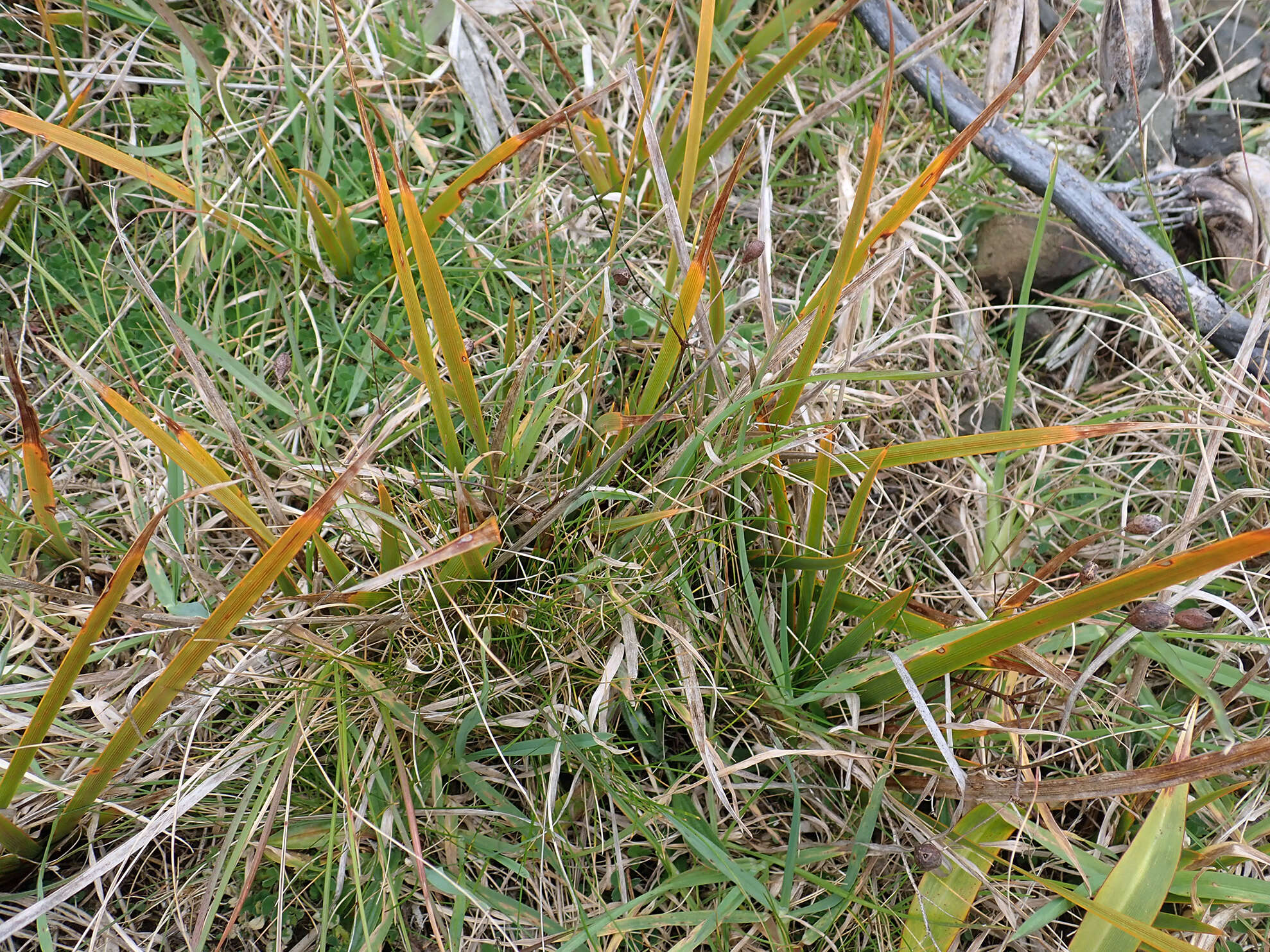 Image of Libertia peregrinans Cockayne & Allan