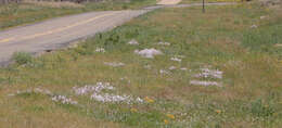 Image of gilia beardtongue