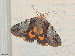 Image of Hawthorn Underwing