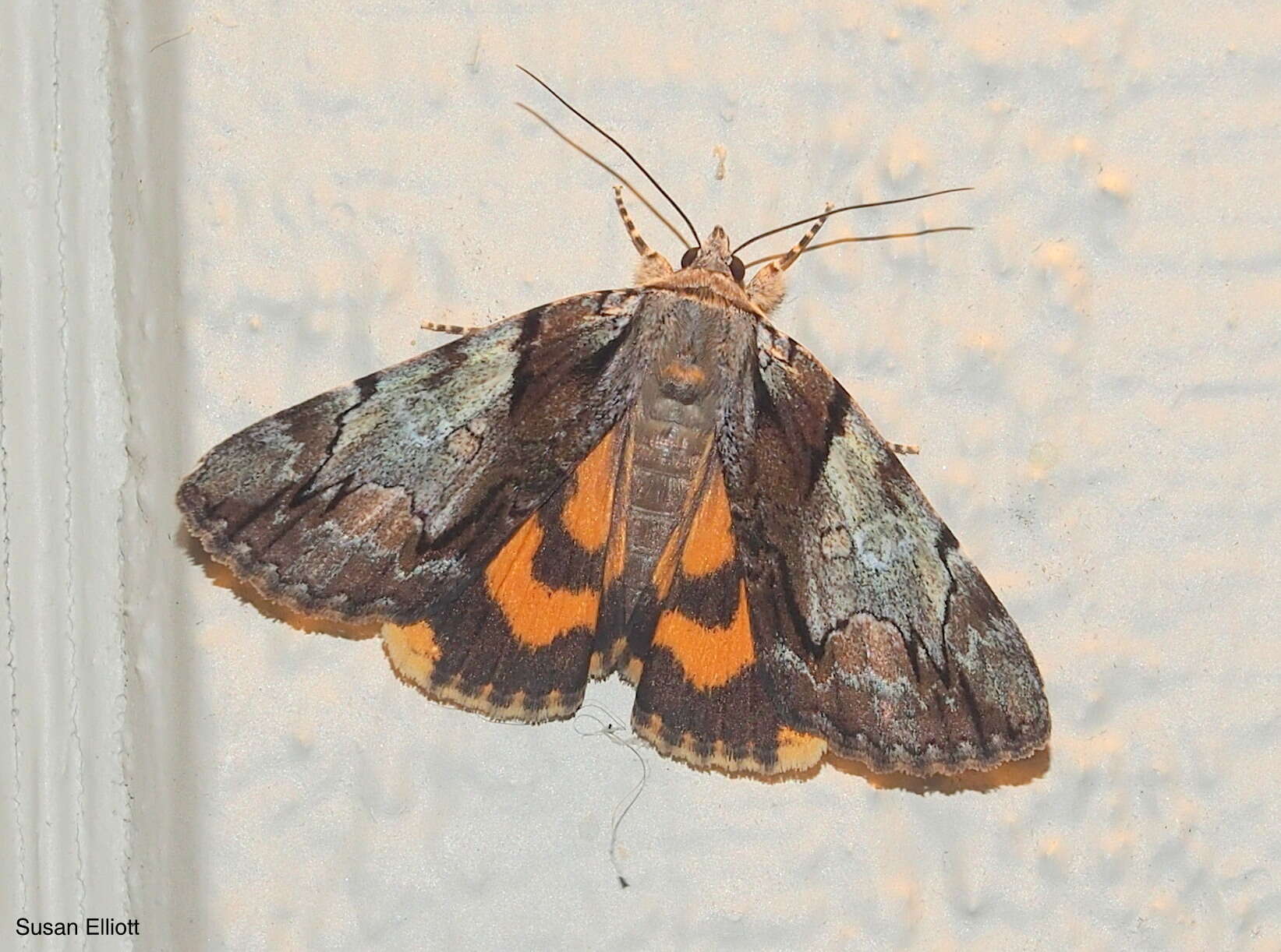 Image of Hawthorn Underwing