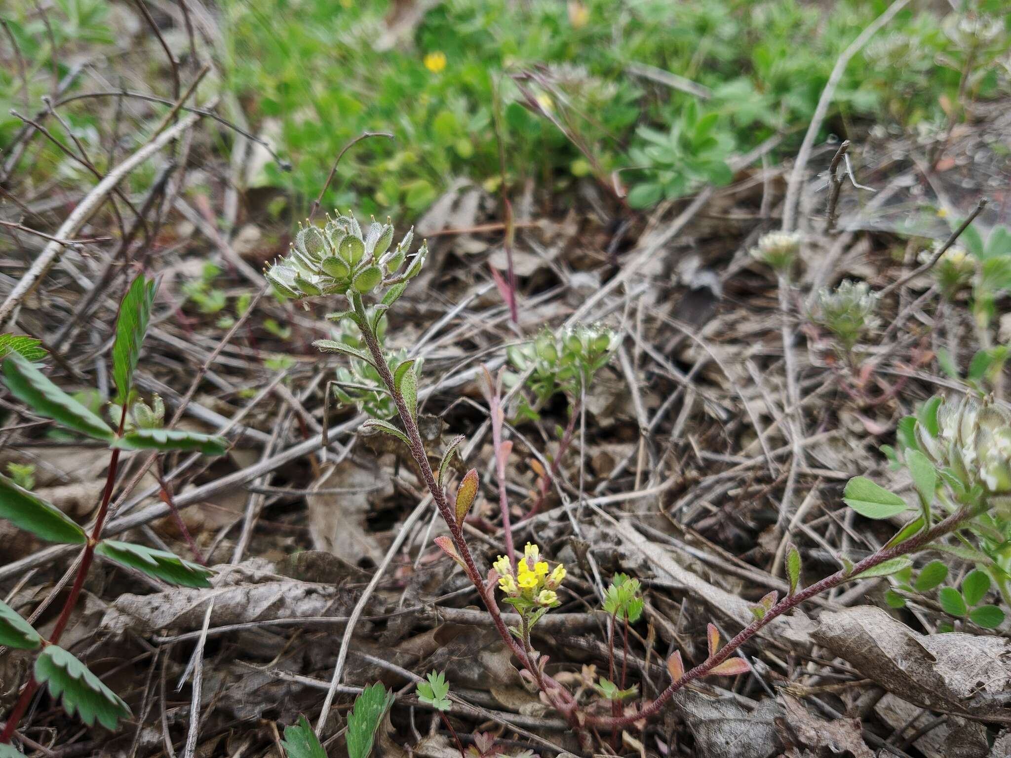 Слика од Alyssum umbellatum Desv.