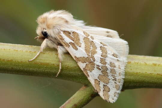 Plancia ëd Lacydes spectabilis (Tauscher 1806)