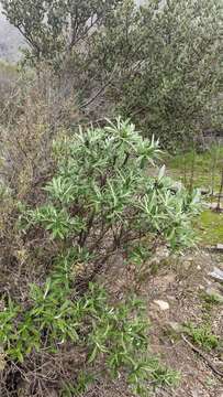 Image de Proustia cuneifolia subsp. cinerea (Phil.) Luebert