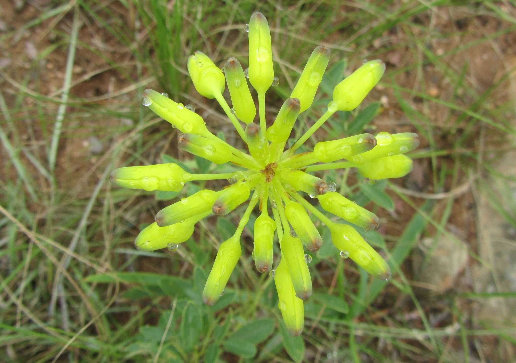 Image de Aloe linearifolia A. Berger