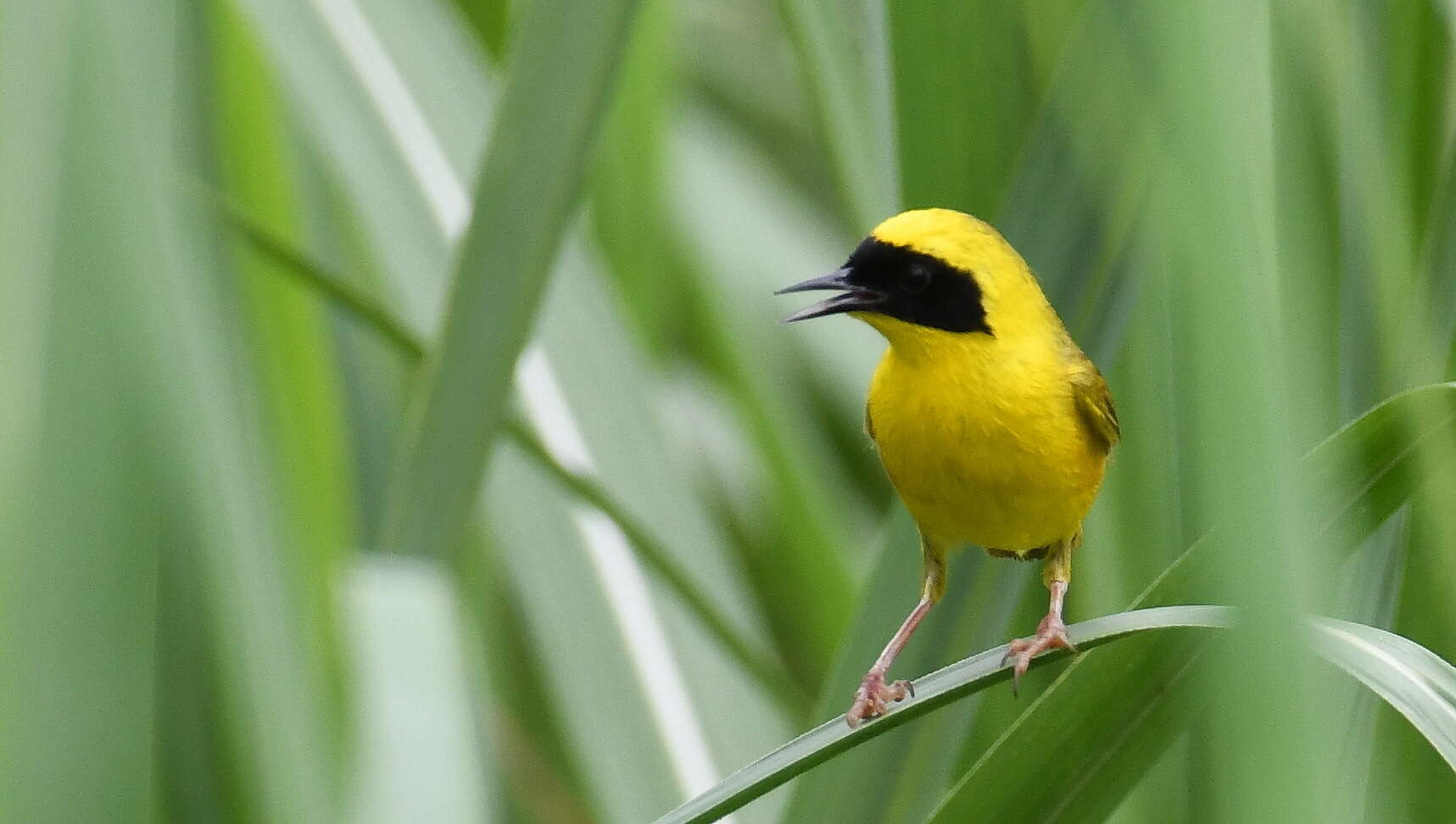 Image of Altamira Yellowthroat