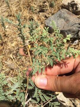 Image de Prosopis farcta (Banks & Sol.) J. F. Macbr.