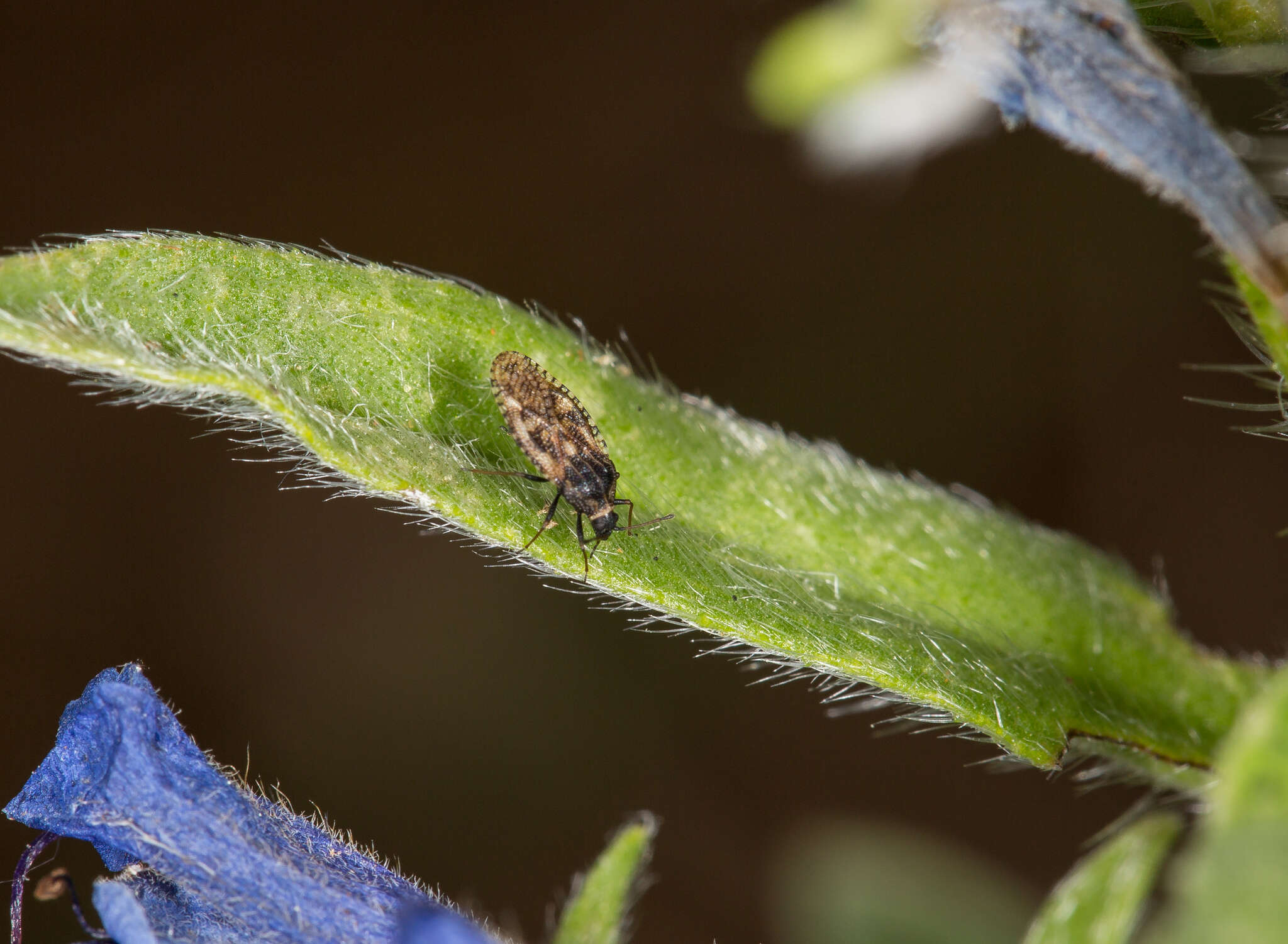 Image of Lace bug