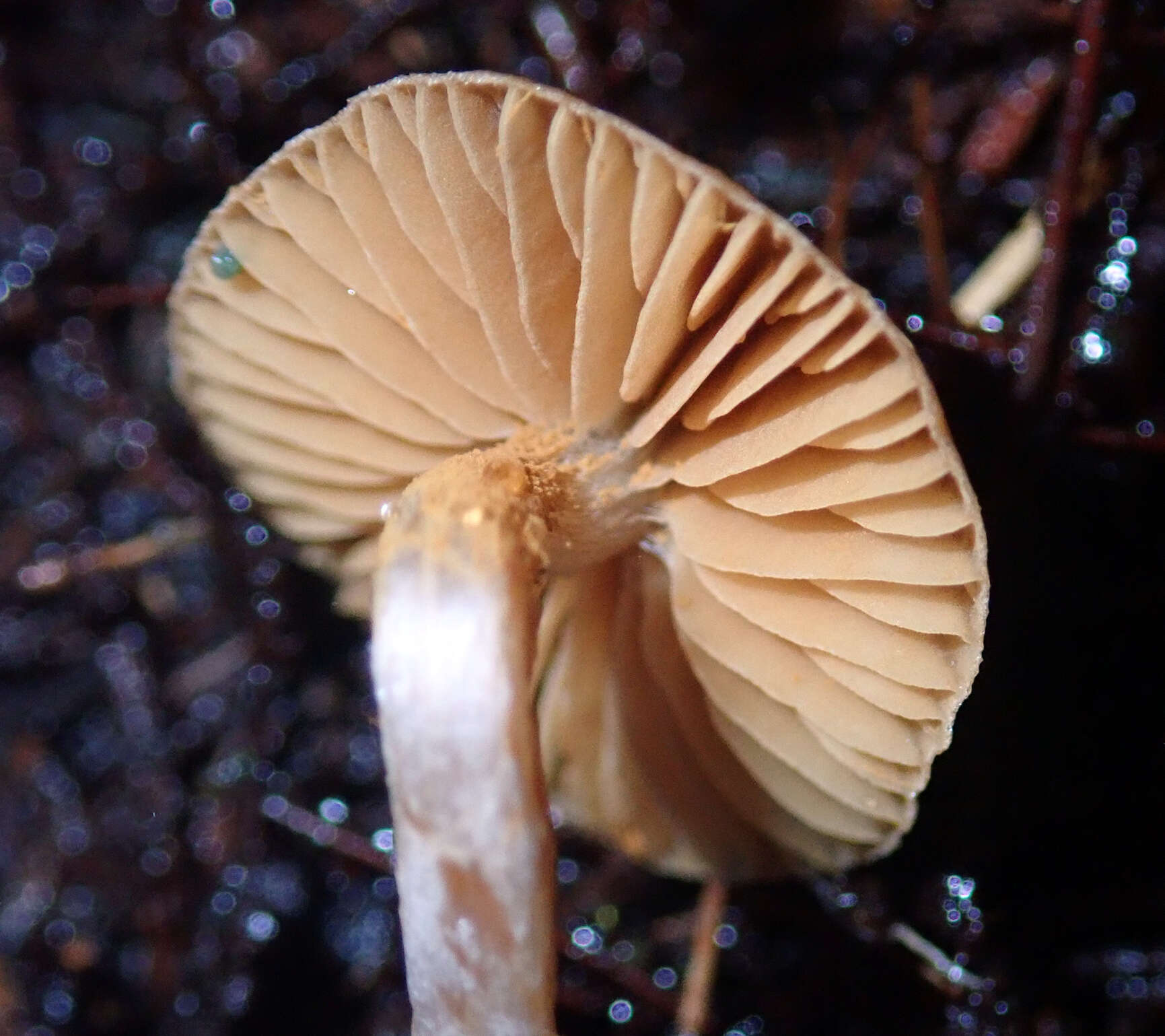 Image of Cortinarius waiporianus Soop 2013