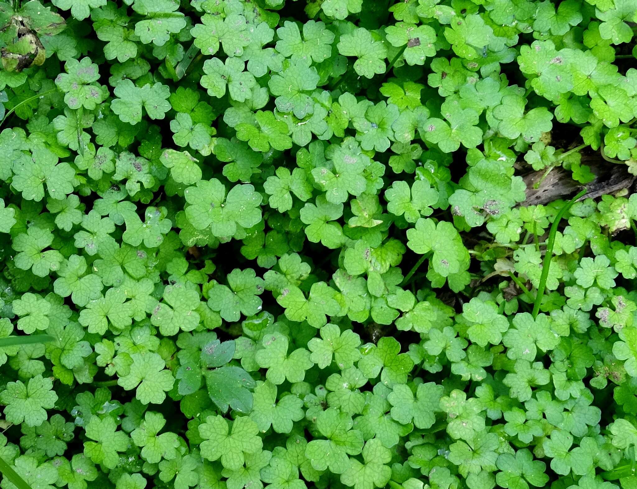 Hydrocotyle americana var. heteromeria (A. Rich.) Kirk resmi