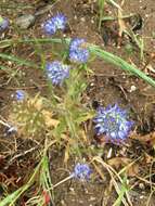 Image of Jasione corymbosa Poir. ex Schult.