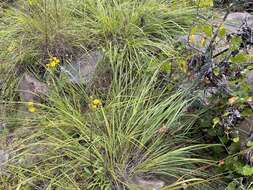 Image of Cumberland Sand-Reed