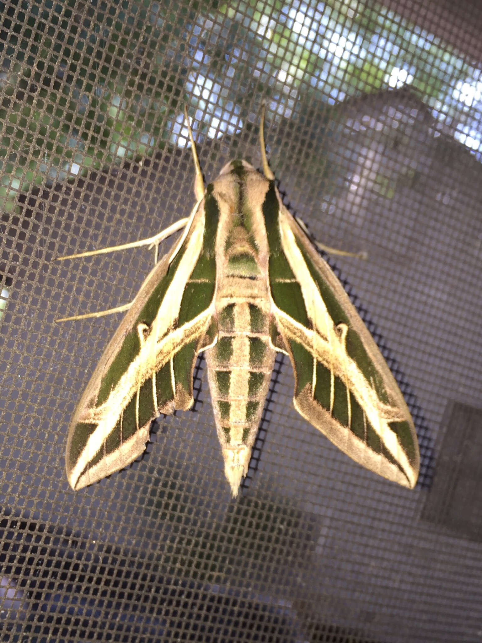 Image of Banded Sphinx