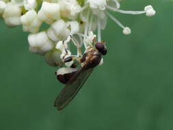 Image of Sphegina keeniana Williston 1887