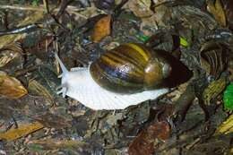 صورة Megalobulimus dryades Fontenelle, Simone & Cavallari 2021