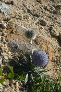 Image of Echinops humilis M. Bieb.