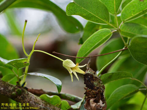 Image of Stauntonia obovatifoliola Hayata