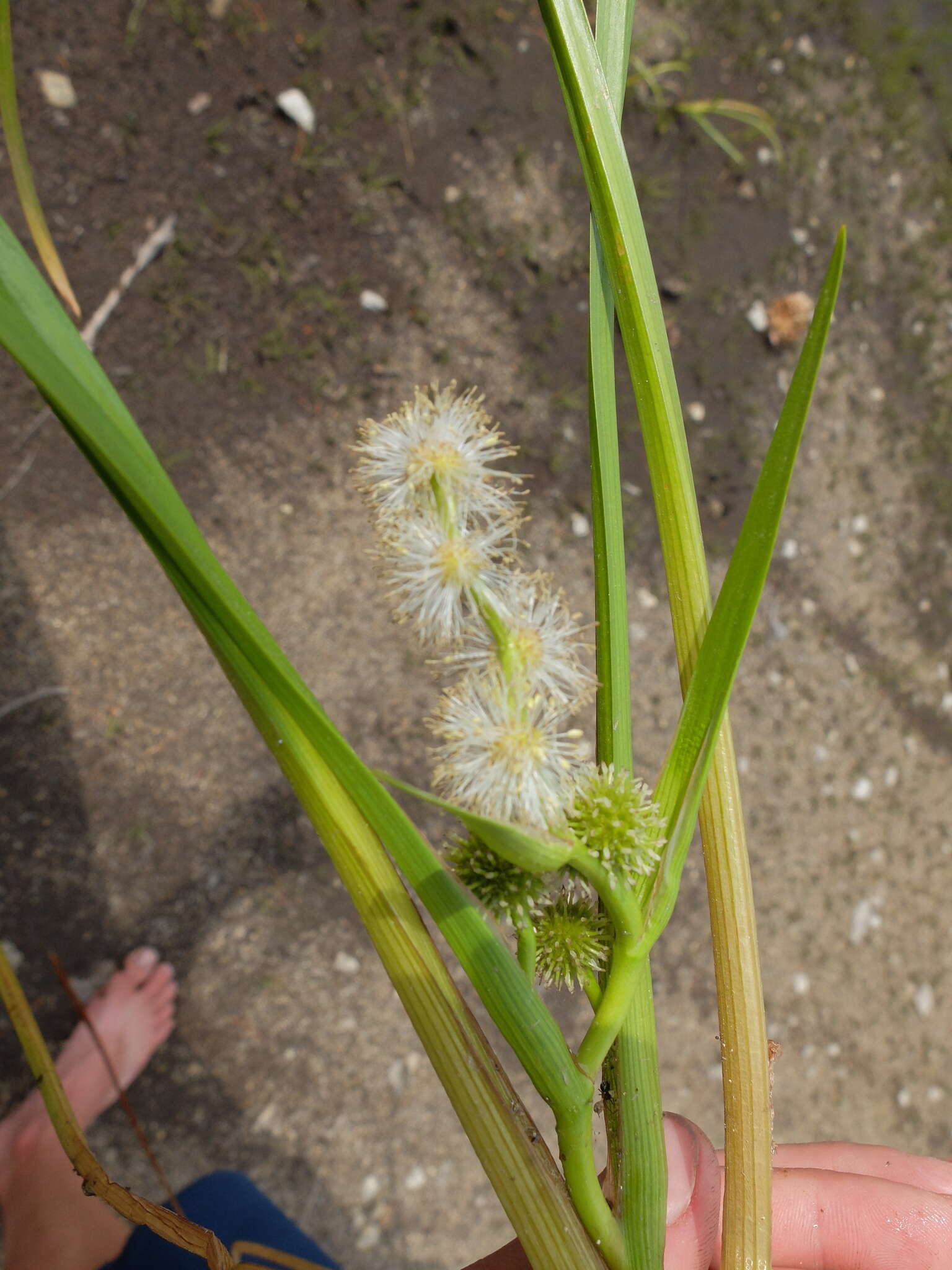 Image of Floating Bur-reed