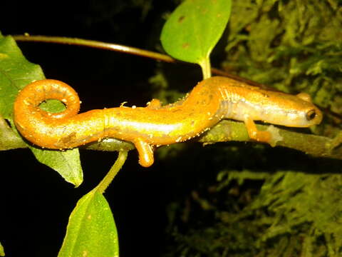 Image of Bolitoglossa helmrichi (Schmidt 1936)