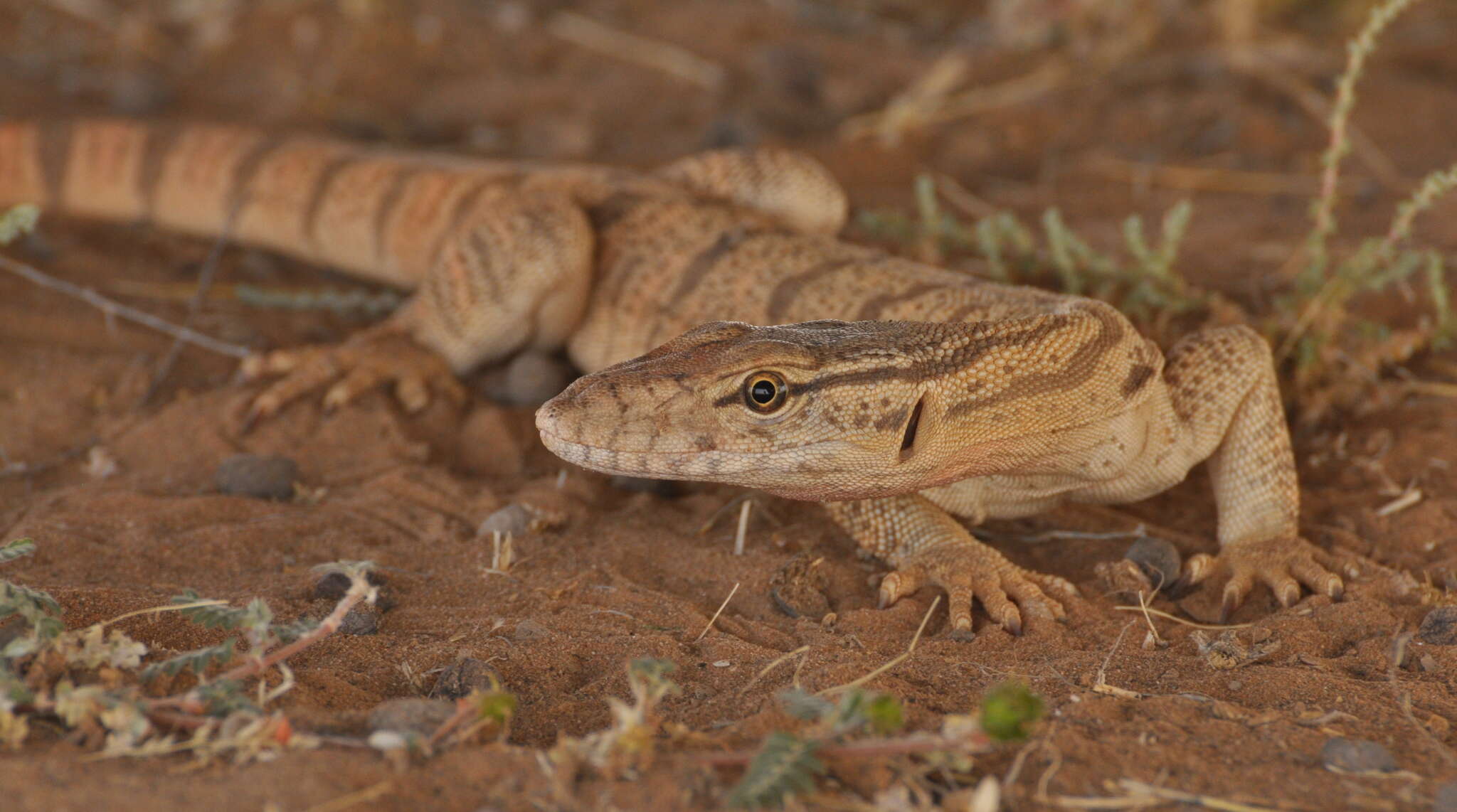 Image of Varanus griseus caspius (Eichwald 1831)