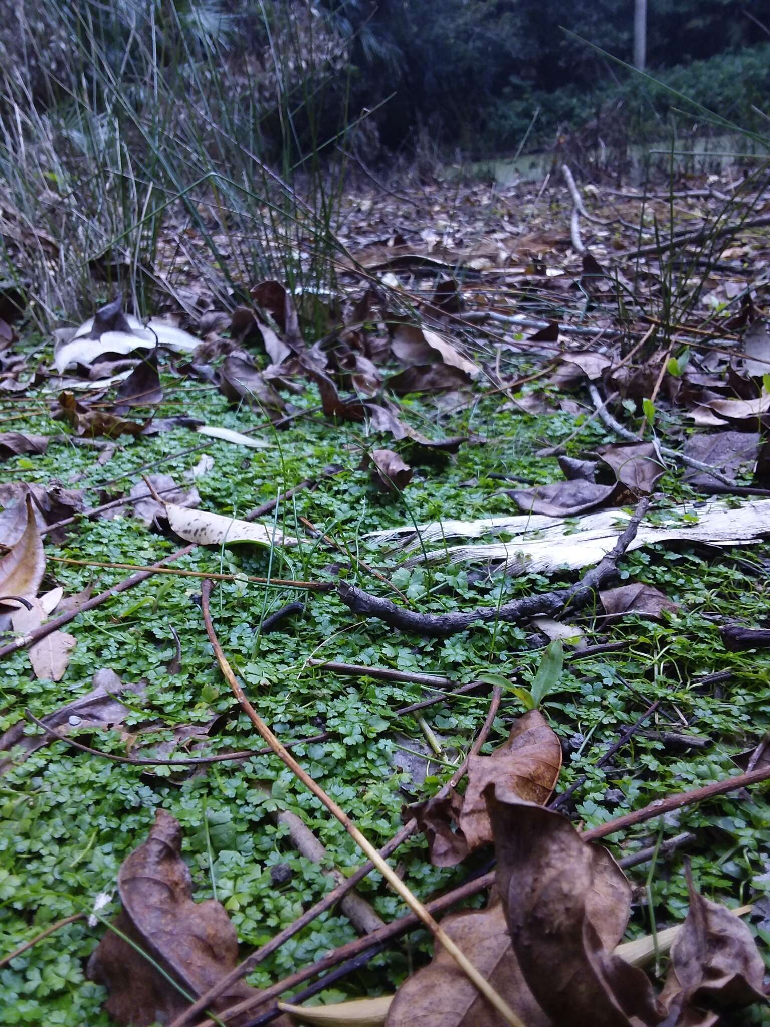 Image of Australian hydrocotyle