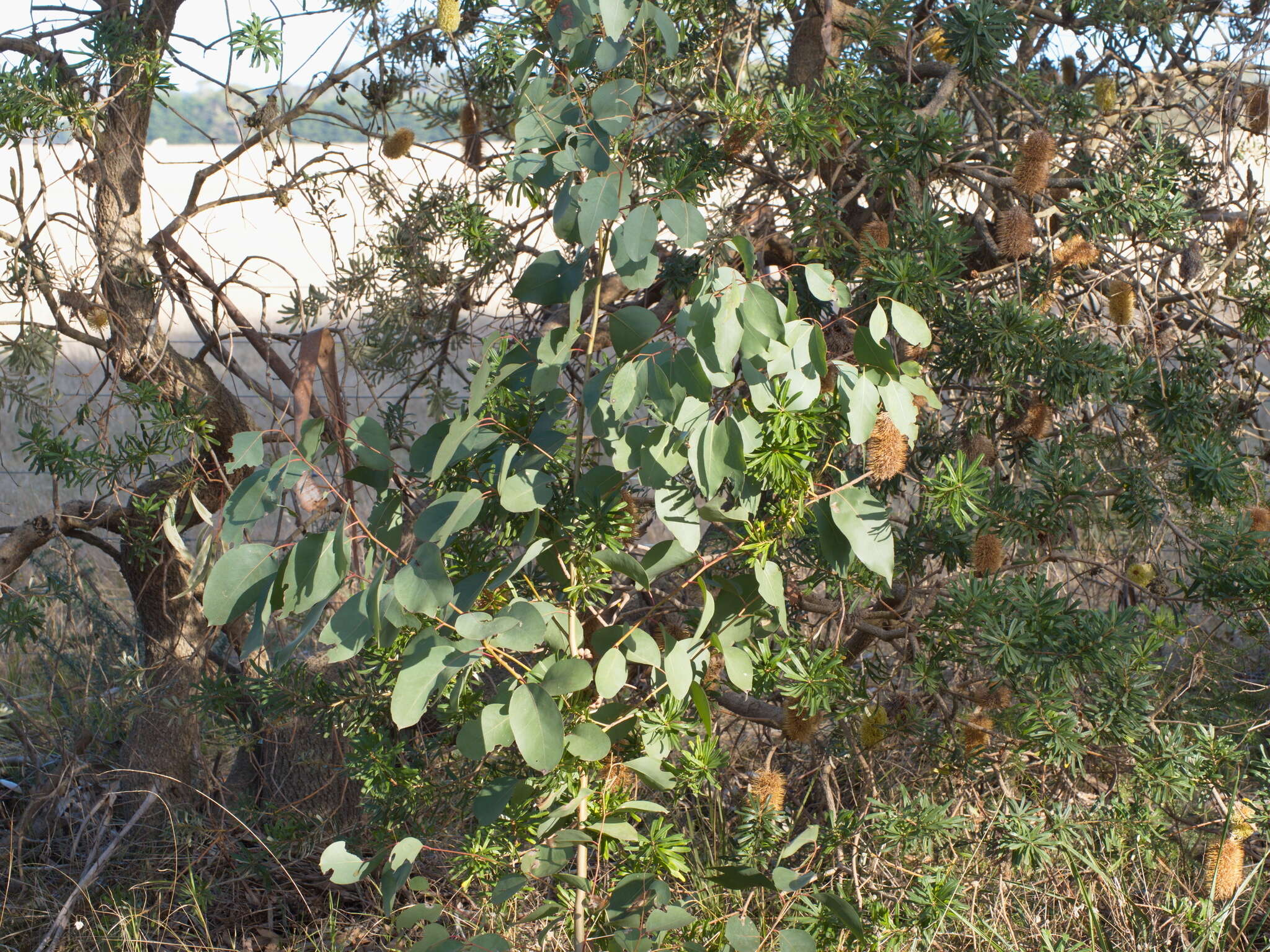 Plancia ëd Eucalyptus pauciflora subsp. pauciflora