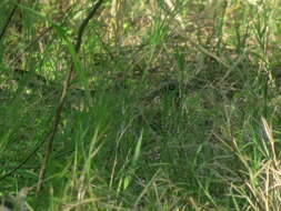 Image of Scissor-tailed Nightjar