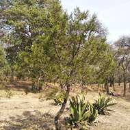 Juniperus deppeana var. deppeana resmi