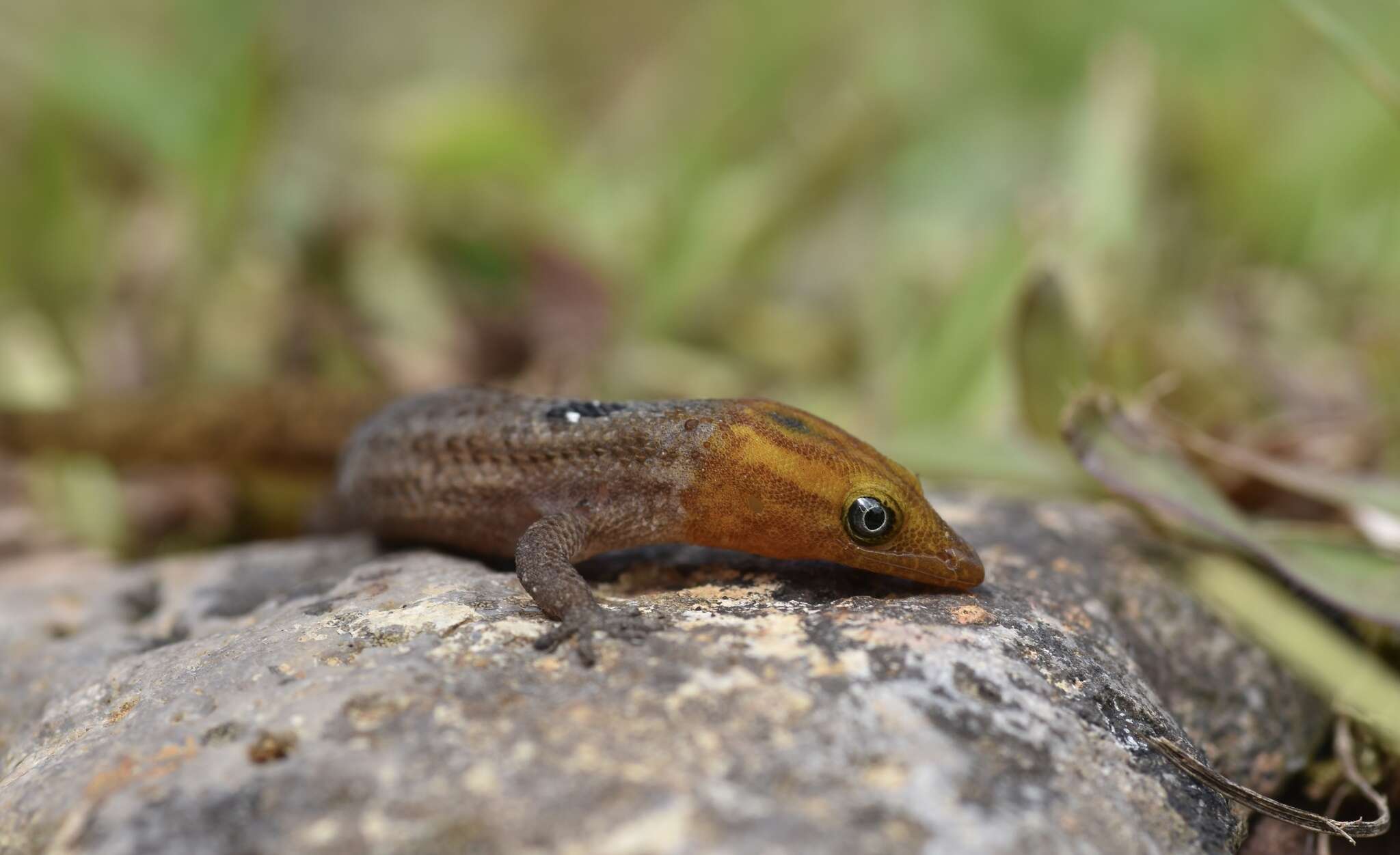 Image of Sphaerodactylus macrolepis grandisquamis Stejneger 1904