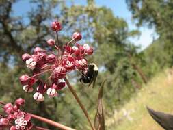 Imagem de Asclepias cordifolia (Benth.) Jepson