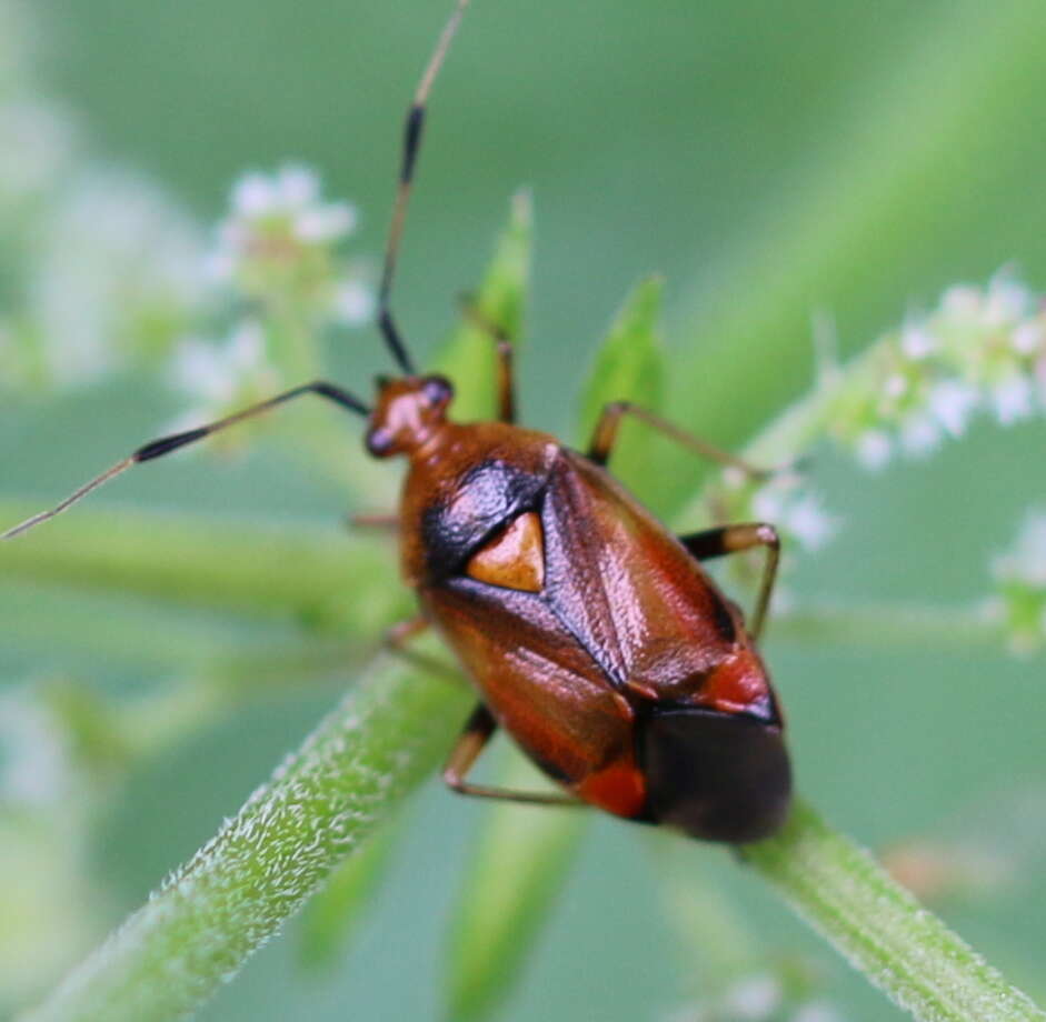 Image of red capsid bug